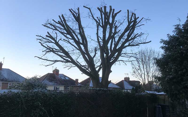 Tree Work Tree Work