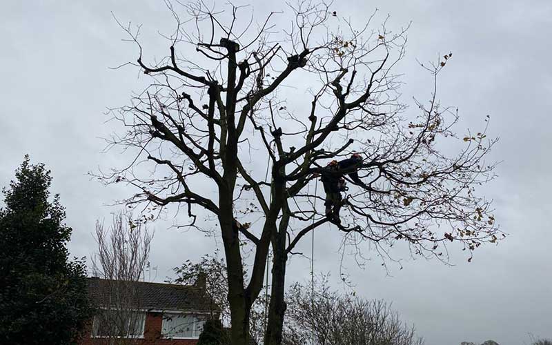 Tree Work Tree Work