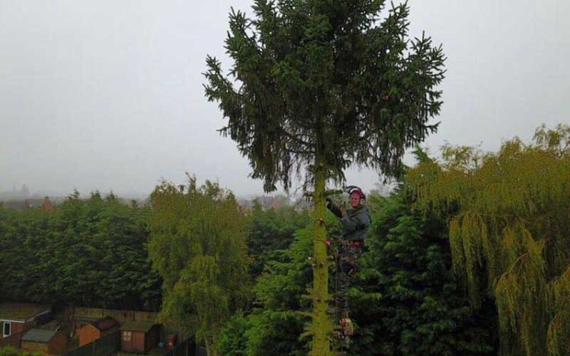 Tree Work Tree Work