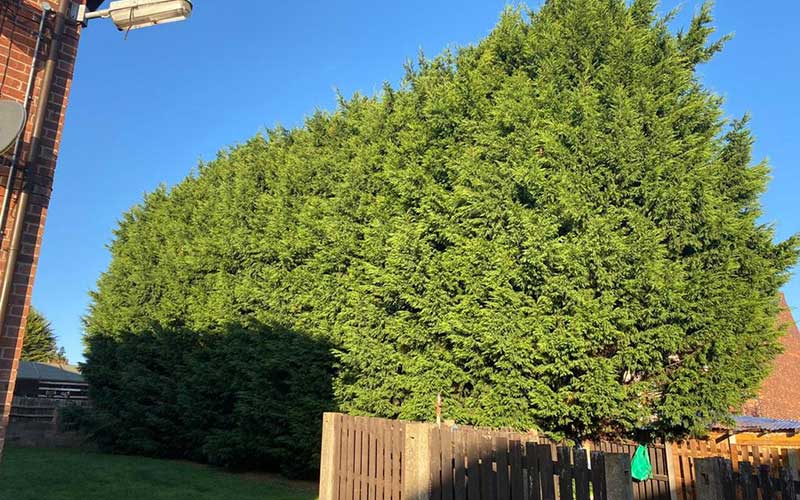 Tree Work Tree Work
